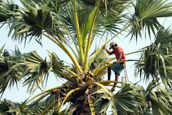 Chin Choeun, 54, collects sap from a palm tree, Trapang Ampel, Cambodia, March 15, 2024.