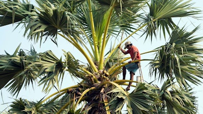 Chin Choeun, 54, collects sap from a palm tree, Trapang Ampel, Cambodia, March 15, 2024.