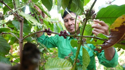 Le Van Tam tends to coffee plants at a farm in Dak Lak province, Vietnam, Feb. 1, 2024.