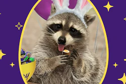 Hershey Cadbury Raccoon Bunny