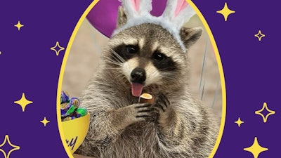 Hershey Cadbury Raccoon Bunny