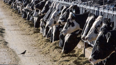 Dairy cattle at a farm near Vado, N.M., March 31, 2017.