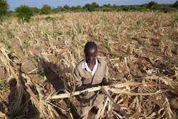 James Tshuma, a farmer in the Mangwe district of Zimbabwe, stands in a dried up field, March, 22, 2024.