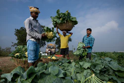 Farm workers pack freshly harvested cauliflowers at a farm in Pedavuppudu, India, Feb. 12, 2024.