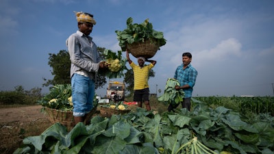Farm workers pack freshly harvested cauliflowers at a farm in Pedavuppudu, India, Feb. 12, 2024.