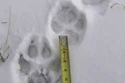 Wolf tracks on the Sherman Creek Ranch near Walden, Colo.