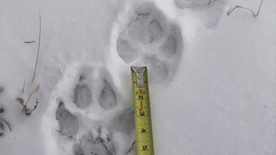 Wolf tracks on the Sherman Creek Ranch near Walden, Colo.