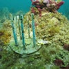 This July 26, 2023 image provided by phade® by WinCup, Inc., shows a 'Coral Fort,' made of biodegradable drinking straws that researchers are using to prevent laboratory-grown coral from becoming really expensive fish food, off the coast of Fort Lauderdale, Fla.