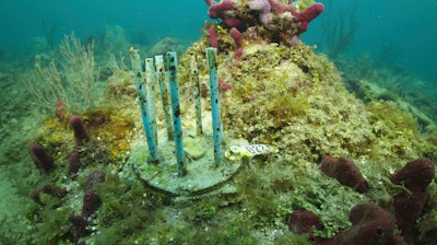 This July 26, 2023 image provided by phade® by WinCup, Inc., shows a 'Coral Fort,' made of biodegradable drinking straws that researchers are using to prevent laboratory-grown coral from becoming really expensive fish food, off the coast of Fort Lauderdale, Fla.