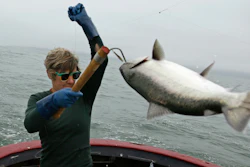 Sarah Bates hauls in a chinook salmon on the fishing boat Bounty near Bolinas, Calif., July 17, 2019.