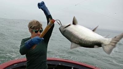 Sarah Bates hauls in a chinook salmon on the fishing boat Bounty near Bolinas, Calif., July 17, 2019.