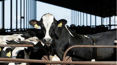 Cows at a dairy in California, Nov. 23, 2016.