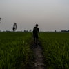 A worker surveys Vo Van Van's rice fields in southern Vietnam's Mekong Delta, Jan. 23, 2024.
