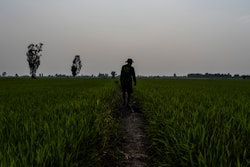 A worker surveys Vo Van Van's rice fields in southern Vietnam's Mekong Delta, Jan. 23, 2024.