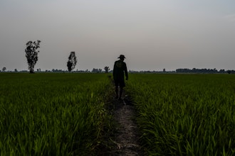 A worker surveys Vo Van Van's rice fields in southern Vietnam's Mekong Delta, Jan. 23, 2024.