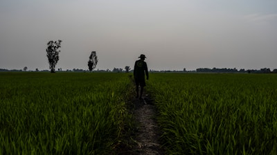 A worker surveys Vo Van Van's rice fields in southern Vietnam's Mekong Delta, Jan. 23, 2024.