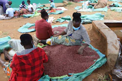 Farmers sort climate-smart beans in Machakos, Kenya, March 18, 2024.