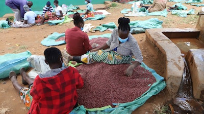 Farmers sort climate-smart beans in Machakos, Kenya, March 18, 2024.
