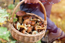 Wild Mushroom I Stock 1179187729