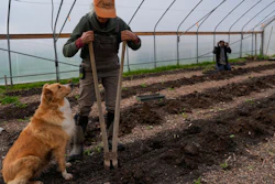 Wendy Carpenter digs holes while preparing a bed for planting as her dog, Lola, watches, Christopher Farm, Modoc, Ind., April 19, 2024.
