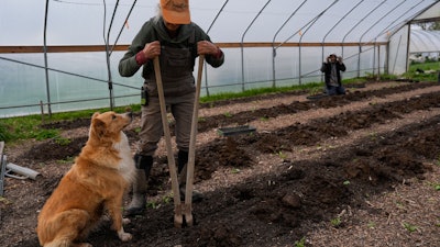 Wendy Carpenter digs holes while preparing a bed for planting as her dog, Lola, watches, Christopher Farm, Modoc, Ind., April 19, 2024.