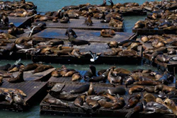 Sea lions on rafts along Pier 39, San Francisco, May 2, 2024.