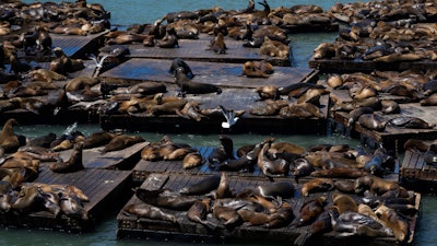 Sea lions on rafts along Pier 39, San Francisco, May 2, 2024.