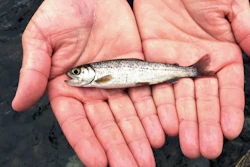 A juvenile coho salmon is held by a biologist at the Lostine River, Lostine, Ore., March 9, 2017.