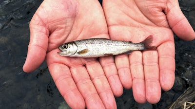 A juvenile coho salmon is held by a biologist at the Lostine River, Lostine, Ore., March 9, 2017.