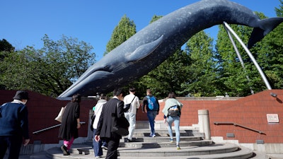A model of a whale at the National Science Museum, Tokyo, May 9, 2024.