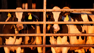 Dairy cows at a farm in Clinton, Maine, April 1, 2024.