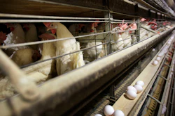Chickens at a farm near Stuart, Iowa, Nov. 16, 2009.