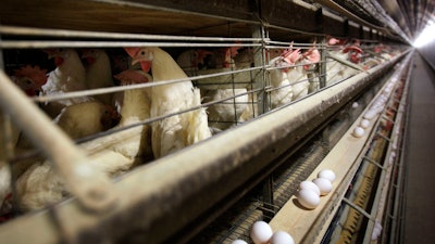 Chickens at a farm near Stuart, Iowa, Nov. 16, 2009.