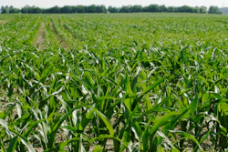 A cornfield in London, Ohio, June 13, 2007.