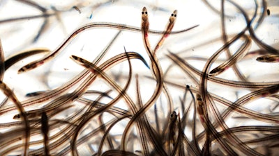 Baby eels swim in a tank after being caught in the Penobscot River in Brewer, Maine, May 15, 2021. The regulatory Atlantic States Marine Fisheries Commission decided Wednesday, May 1, 2024, that U.S. fishermen will be allowed to continue harvesting a total of a little less than 10,000 pounds of the eels per year. That quota level will hold through at least 2027 and could be extended beyond that year, the panel decided.