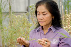 Nilda Burgos, professor of weed physiology and molecular biology for the Arkansas Agricultural Experiment Station.