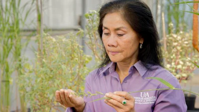 Nilda Burgos, professor of weed physiology and molecular biology for the Arkansas Agricultural Experiment Station.