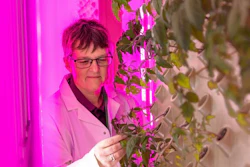 Professor Tracy Lawson examines plants being grown in the facility's vertical farm.