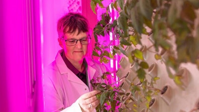 Professor Tracy Lawson examines plants being grown in the facility's vertical farm.