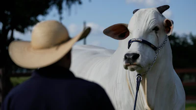Viatina-19, the most expensive cow ever sold at auction.