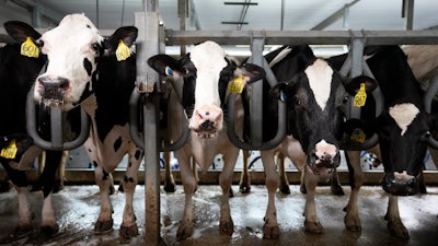 Cows in the milking parlor of a dairy farm in New Vienna, Iowa, July 24, 2023.