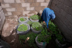 Aisha Aliyu, 36, at her farm in Kaltungo Poshereng, Nigeria, June 2, 2024.