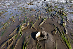 Grasses and yearling oysters covered by a thin layer of water at low tide.