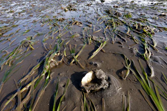 Grasses and yearling oysters covered by a thin layer of water at low tide.