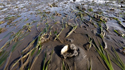 Grasses and yearling oysters covered by a thin layer of water at low tide.