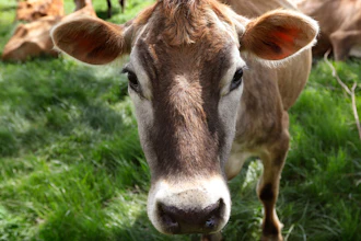 A Jersey cow feeds in a field in Iowa.