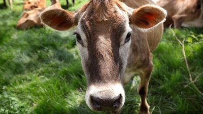 A Jersey cow feeds in a field in Iowa.