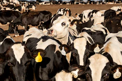 Cows stand in a corral at a Pixley, Calif., dairy farm.