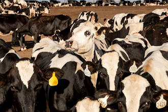 Cows stand in a corral at a Pixley, Calif., dairy farm.