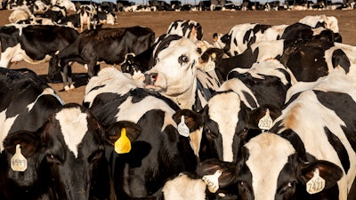 Cows stand in a corral at a Pixley, Calif., dairy farm.